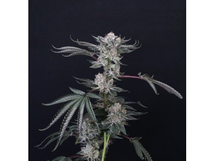75633 paradise seeds x compound genetics luxar dos feminized