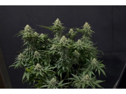 75639 fast buds wedding cheescake fastflowering feminized