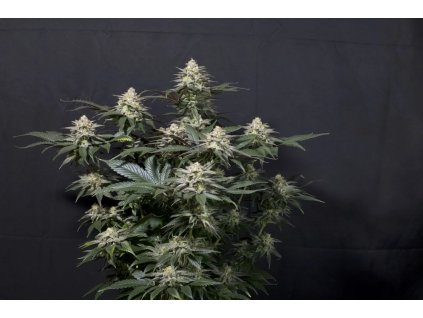 Fast Buds Purple Lemonade, fastflowering feminized (Balení 1 ks)