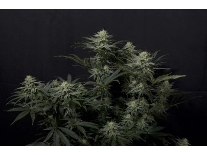 Fast Buds GG4 Sherbet, fastflowering feminized (Balení 1 ks)