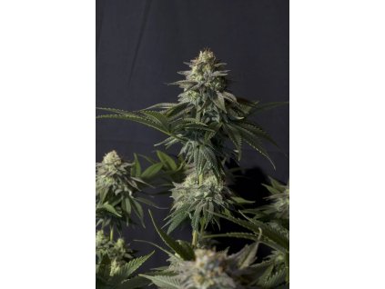 Fast Buds Orange Sherbet, fastflowering feminized (Balení 1 ks)