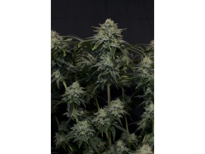 Fast Buds Gorilla Cookies, fastflowering feminized (Balení 1 ks, počet ks 1 ks)