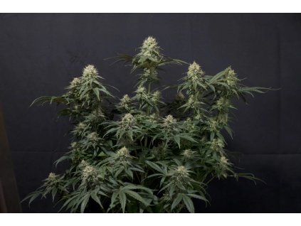 75654 fast buds tropicana cookies fastflowering feminized