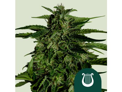 75657 royal queen seeds hybrid apollo f1 autoflowering feminized