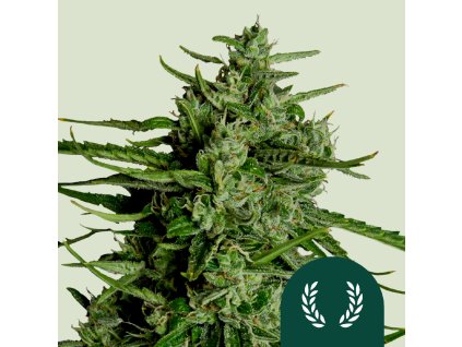 75660 royal queen seeds hybrid titan f1 autoflowering feminized