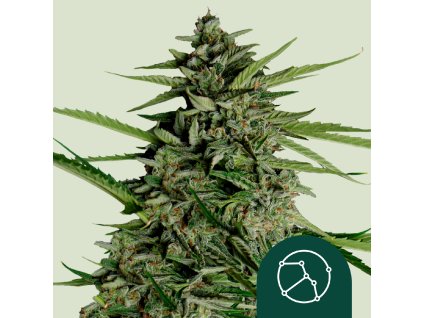 75663 royal queen seeds hybrid orion f1 autoflowering feminized