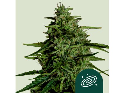 75666 royal queen seeds hybrid milky way f1 autoflowering feminized
