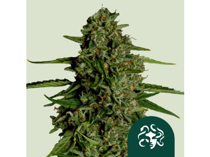 75669 royal queen seeds hybrid medusa f1 autoflowering feminized