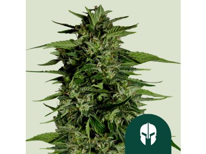 75672 royal queen seeds hybrid hyperion f1 autoflowering feminized