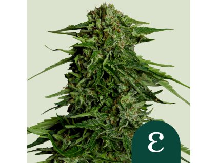 Royal Queen Seeds Hybrid Epsilon F1, autoflowering feminized (Balení 10 ks)