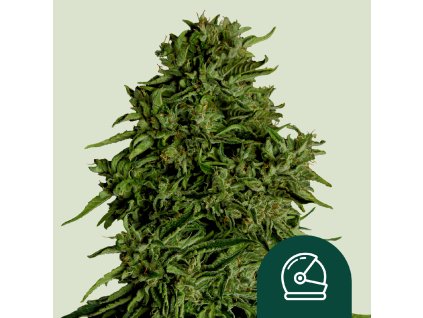 Royal Queen Seeds Hybrid Cosmos F1, autoflowering feminized (Balení 10 ks)