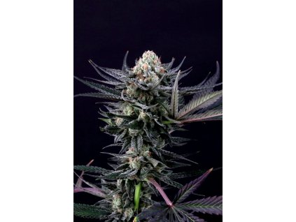 75681 paradise seeds caramba feminized