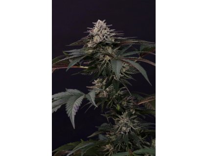75684 paradise seeds gulupa feminized