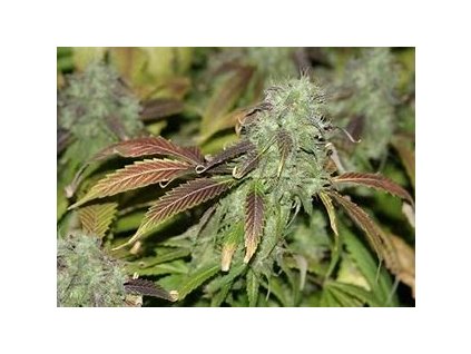 75690 sensi seeds blue skunk feminized