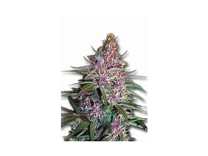 75693 sensi seeds purple kush feminized
