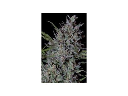 75696 sensi seeds critical runtz feminized