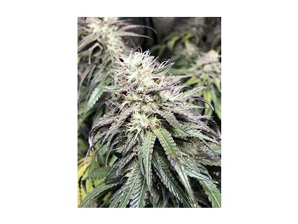 Sensi Seeds Purple Cookie Kush, feminized (Balení 10 ks)