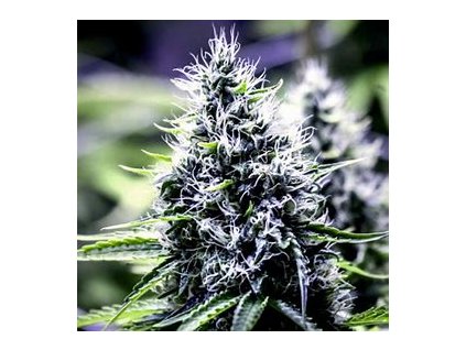 Sensi Seeds Blue Berry Skittlez Auto ,autoflowering feminized (Balení 10 ks)