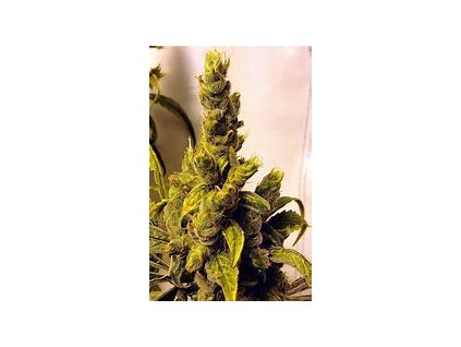 Dutch Passion Tropical Tangie, feminized (Balení 10 ks)