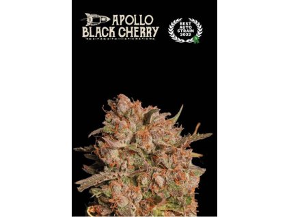 75720 seedstockers x humboldt apollo black cherry auto feminized autoflowering