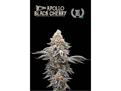 75723 seedstockers x humboldt apollo black cherry feminized