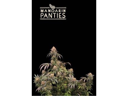 75726 seedstockers x humboldt mandarin panties feminized