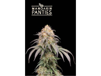 75729 seedstockers x humboldt mandarin panties auto feminized autoflowering