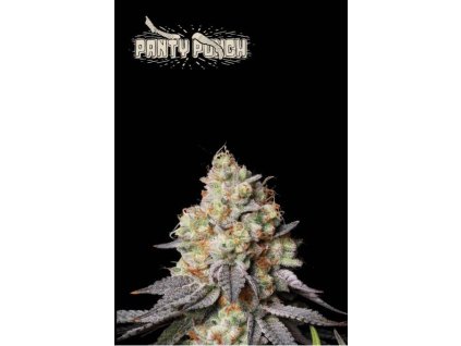 75732 seedstockers x humboldt panty punch auto feminized autoflowering