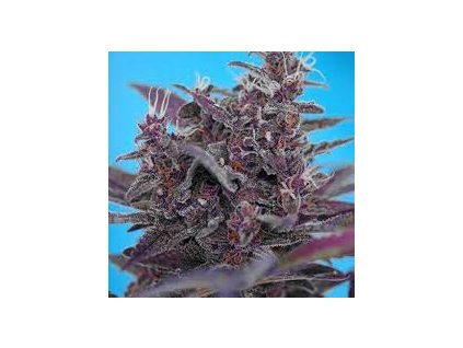 75741 sweet seeds auto black cream feminized autoflowering