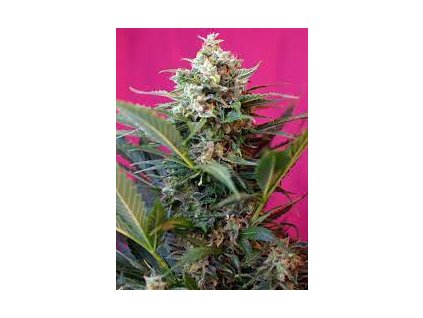 75753 sweet seeds auto big devil xl feminized autoflowering