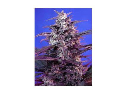 75765 sweet seeds auto bloody skunk feminized autoflowering