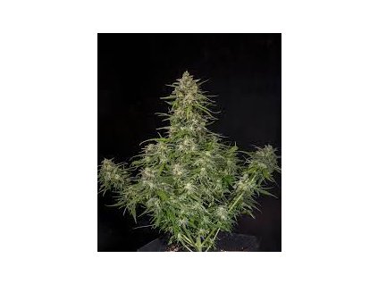 75768 sweet seeds auto cream mandarine feminized autoflowering