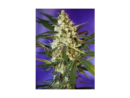75777 sweet seeds auto fast bud 2 feminized autoflowering