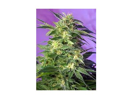 75780 sweet seeds auto killer kush feminized autoflowering