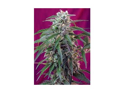 75783 sweet seeds auto green poison feminized autoflowering