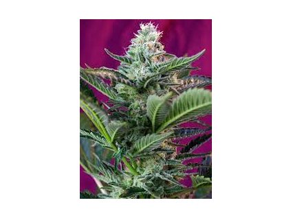 75786 sweet seeds auto mohan ram feminized autoflowering