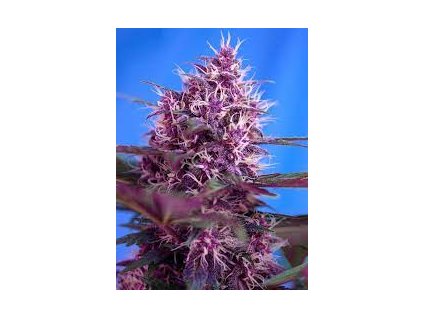75789 sweet seeds auto red poison feminized autoflowering