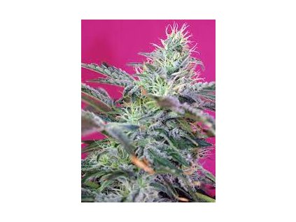 75795 sweet seeds auto sweet cheese feminized autoflowering