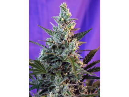 75798 sweet seeds auto sweet skunk feminized autoflowering