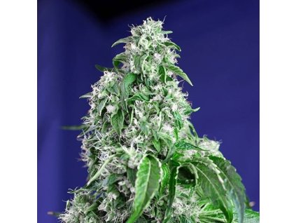 75801 sweet seeds big devil f1 feminized fast
