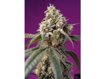 75807 sweet seeds auto bruce banner autoflowering feminized