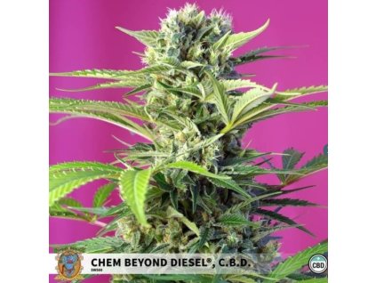 75813 sweet seeds chem beyond diesel cbd feminized