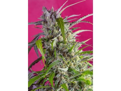 75816 sweet seeds auto crystal candy feminized autoflowering