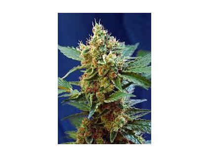 75819 sweet seeds auto cream mandarine xl feminized autoflowering