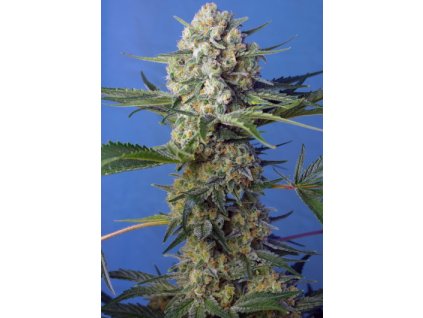 75825 sweet seeds crystal candy f1 feminized fast
