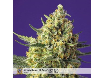 75828 sweet seeds auto crystal candy xl feminized autoflowering