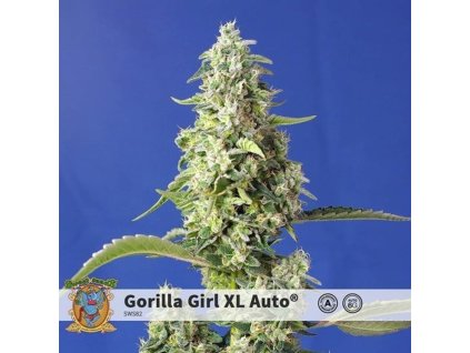 75837 sweet seeds auto gorilla girl xl autoflowering feminized