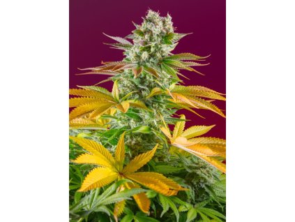 75840 sweet seeds gorilla girl f1 fast feminized