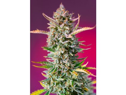 75843 sweet seeds gorilla sherbet f1 fast feminized