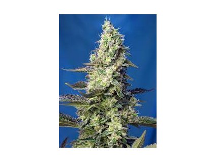 75852 sweet seeds auto green poison xl feminized autoflowering